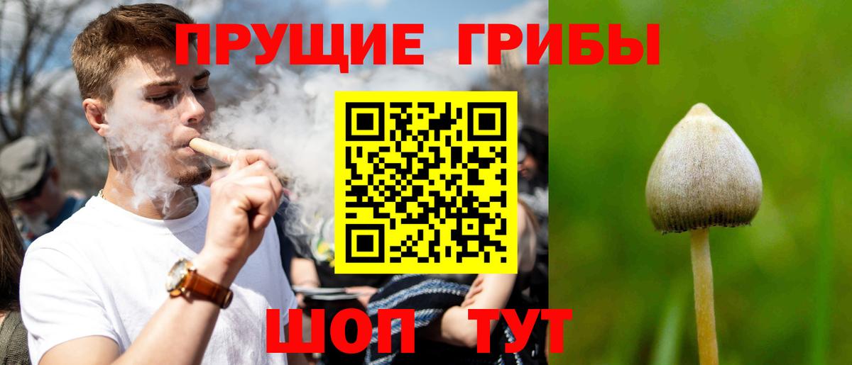 Псилоцибиновые грибы Cubensis Псков